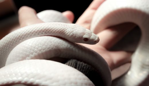 蛇の夢を見た！人に話すのはOK？NG？その判断基準を教えます。